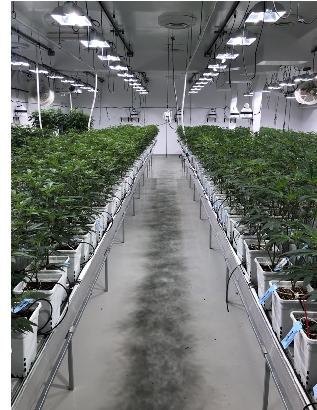 First full canopy under lights