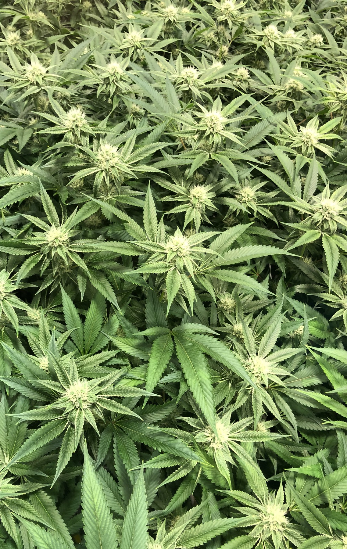 Dense flowering cannabis canopy inside a CannaBloom-designed facility